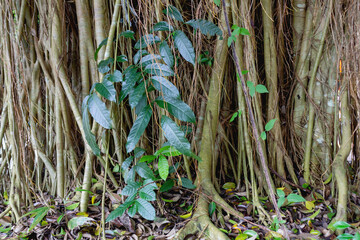 Root of Banyan Tree