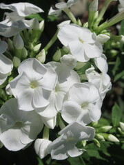 Zbliżenie na kwiaty rośliny z gatunku floks © Kumulugma