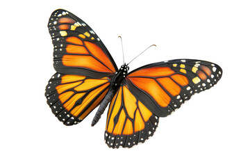 Fototapeta premium A vibrant Monarch butterfly displaying striking orange and black wing patterns, showcasing its beauty and delicate features.