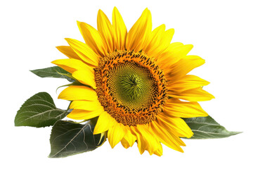 Obraz premium A vibrant sunflower showcasing bright yellow petals and a textured center, accompanied by green leaves.