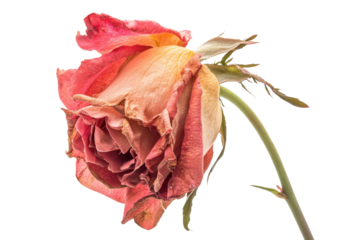 A wilted rose with faded petals showcasing delicate textures and a soft color gradient.
