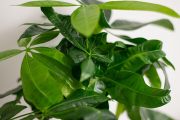 Obraz premium Close up of green leaves of a Pachira aquatica plant, growing in a pot standing on white table in a room at home