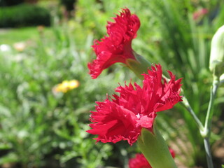 Zbliżenie na kwiat rośliny z gatunku goździk © Kumulugma