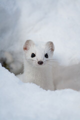 Ermine (Mustela erminea) Ermellino