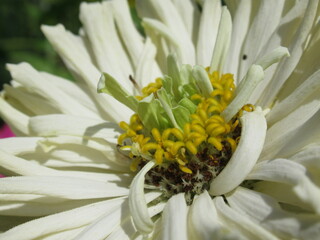 Zbliżenie na kwiat rośliny z gatunku cynia © Kumulugma