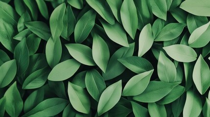 Fototapeta premium A close-up of various green leaves creating a lush, natural texture.