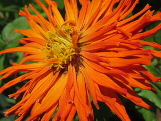 Zbliżenie na kwiat rośliny z gatunku cynia © Kumulugma