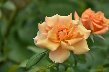 Stunning Peach Roses in Bloom on a Rose Bush