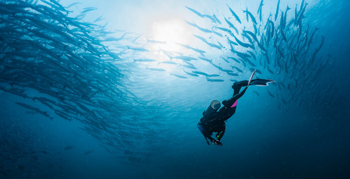 diver with shoal of barracuda in the Andaman Sea / Thailand