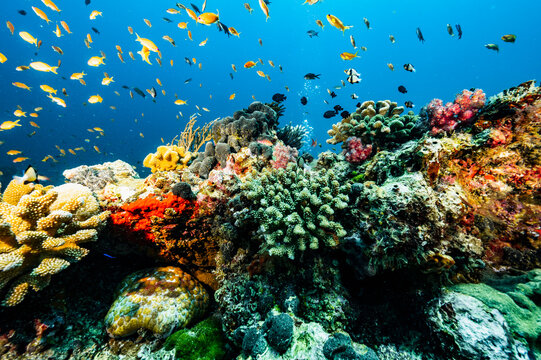coral landscape close to the Similan islands in Thailand