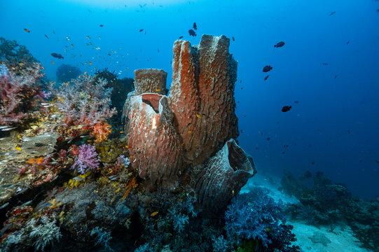 sponge barrel coral close to the Similan islands in Thailand