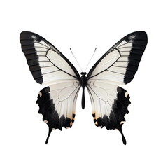 Naklejka premium Black and white butterfly natural insect beauty isolated on a white background