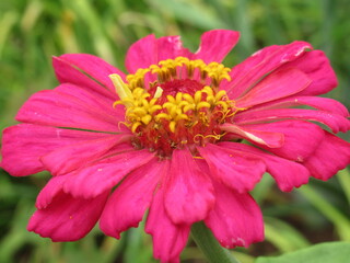 Zbliżenie na kwiat rośliny z gatunku cynia © Kumulugma