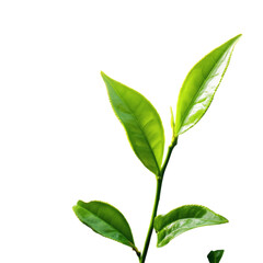 Fototapeta premium Fresh green tea leaf on bush at tea plantation background