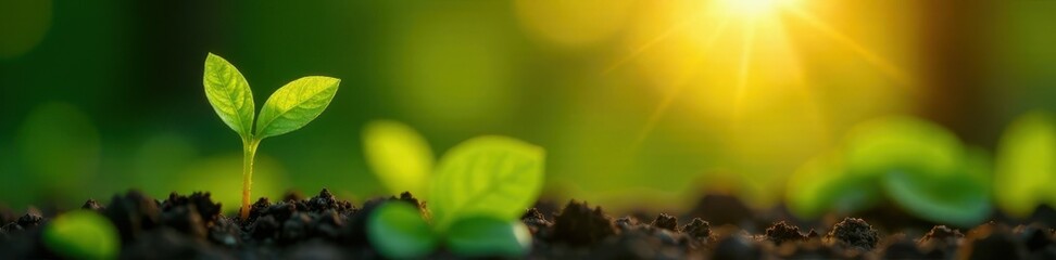 Delicate sprout, sunrise glow, vibrant green leaves, plant, green