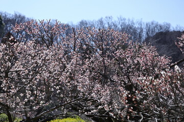 寒さに耐え気品よく咲く