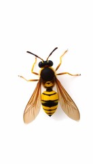 Common wasp  on white background