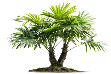 Fototapeta premium A lush, green palm tree with long fronds and a sturdy trunk, showcasing vibrant foliage and a natural tropical appearance.