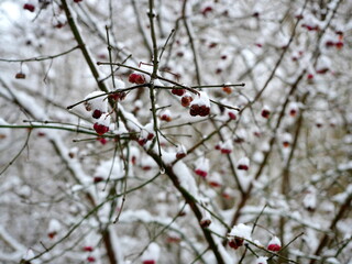 Bush with red berries in the fog. A leafless shrub with red berries in winter fog depicts a calm, frosty scene, reflecting the wintry charm and quiet beauty of nature.