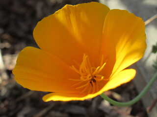Zbliżenie na kwiat rośliny z gatunku Eschscholzia californica © Kumulugma