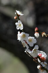 寒さに耐え気品よく咲く