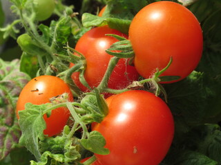 Zbliżenie na świeże owoce pomidora © Kumulugma