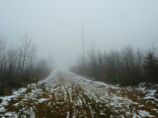 Fire break in the forest in the Harz Mountains. A forest in the Harz, destroyed by bark beetles and wildfires. The firebreak and dead trunks in the fog enhance the contemplative, sad atmosphere.