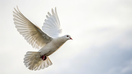 Fototapeta premium A white dove soars in the sky, symbolizing peace, hope and spiritual freedom.