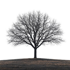 Minimalist Tree Design on White Background, elegant simplicity, serene aesthetic, modern art inspiration, clean lines, tranquil atmosphere