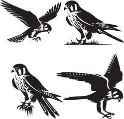 set of american kastrel sitting poses، black and white kestrel illustration