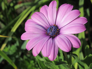 Zbliżenie na kwiaty rośliny z gatunku osteospermum © Kumulugma