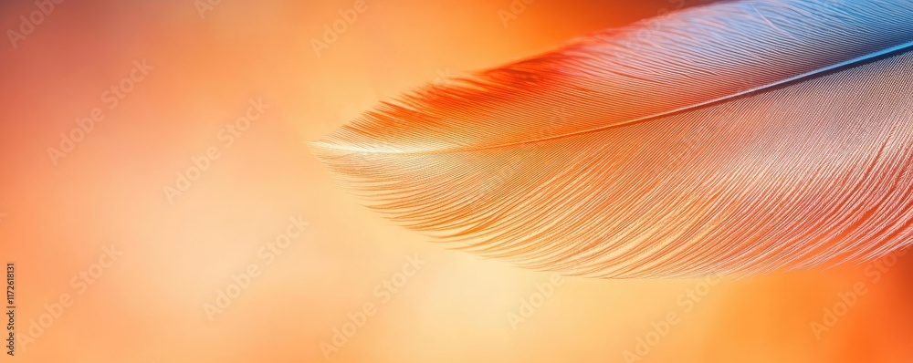 Poster Feather abstract background concept. A pristine feather glides through a vibrant background of warm colors.