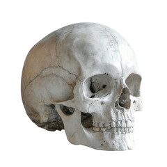 Obraz premium Minimalist skull design, stark white backdrop, contemporary art, striking visual simplicity, intriguing subject matter, modern aesthetic