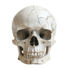 Minimalist skull design on a clean white backdrop, emphasizing shape and form with a striking simplicity and modern aesthetic.