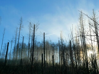 A destroyed spruce forest after bark beetle infestation and forest fires. The dead trunks against a clear sky, with the sun low and the fog receding, evoke sadness but also thoughtfulness.