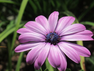 Zbliżenie na kwiaty rośliny z gatunku osteospermum © Kumulugma