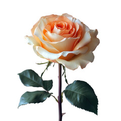 Elegant white rose, minimalist design, soft petals, serene ambiance, perfect for tranquil settings, symbolizing purity and simplicity