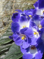 Zbliżenie na kwiat rośliny z gatunku Saintpaulia © Kumulugma
