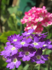 Zbliżenie na kwiat rośliny z gatunku werbena © Kumulugma