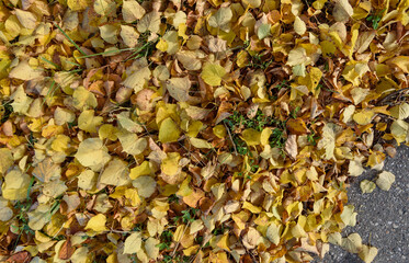 Falling yellow leaves.