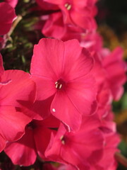 Zbliżenie na kwiaty rośliny z gatunku floks © Kumulugma