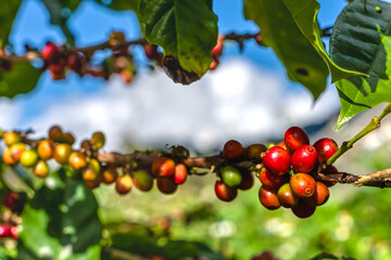 Close up fresh ripe red coffee cherries on tree in coffee plantations