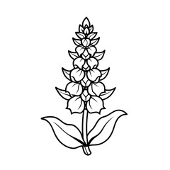 Delphinium flower with stem and leaves line art  vector on  white background.