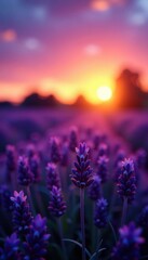 Fototapeta premium Aromatic lavender field with purple hue at sunset, purple, bokeh