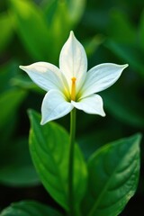 Fototapeta premium A Single Vanilla Flower on a Green Leafy Stem, stem, branch, garden