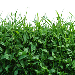 Obraz premium Minimalist grass composition on a white backdrop, emphasizing simplicity and tranquility in natural elements