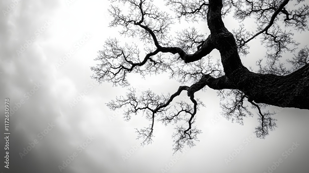 Aufkleber abstract black and white backgrounds. a striking black and white photo of a large, leafless oak tree