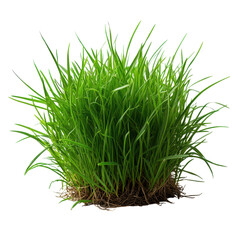 Minimalist grass arrangement on a clean white backdrop, emphasizing simplicity and tranquility in design.
