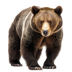 Fototapeta premium Walking brown bear animal wildlife isolated on a white background
