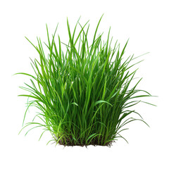 Lush Green Grass on Soft White Canvas, a serene composition highlighting simplicity and tranquility in nature's beauty.